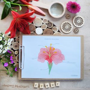 Affiche Anatomie de la fleur + Affiches à compléter (inclus dans le Pack Fleur) – PDF à télécharger