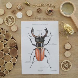 Affiches Anatomie du coléoptère + Affiches à compléter (inclus dans le Pack Coléoptère) – PDF à télécharger