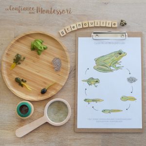 Affiche cycle de vie de la grenouille + Affiche à compléter (inclus dans le Pack Grenouille) – PDF à télécharger