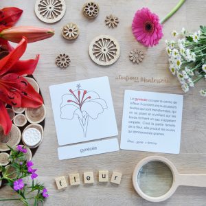 Cartes de nomenclature de la fleur + Fichier de présentation (inclus dans le Pack Fleur) – PDF à télécharger