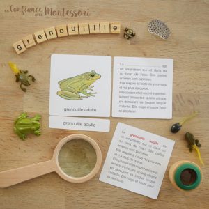 Pack sur le thème de la grenouille – PDF à télécharger