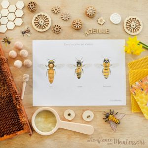 Affiche famille de l&rsquo;abeille (inclus dans le Pack Abeille) – PDF à télécharger