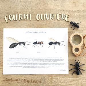 Affiche les fourmis de la colonie (inclus dans le Pack Fourmi) – PDF à télécharger