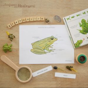 Affiches Anatomie de la grenouille + Affiche à compléter (inclus dans le Pack Grenouille) – PDF à télécharger