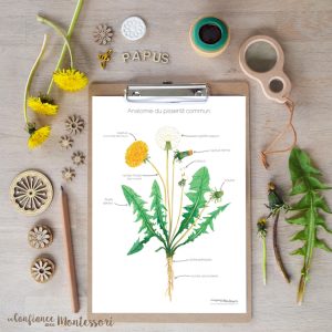 Affiches Anatomie du pissenlit + Affiche de faits à savoir (inclus dans le Pack Pissenlit) – PDF à télécharger