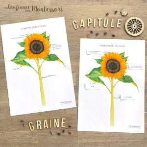 Affiches Anatomie du tournesol + Affiche de faits à savoir (inclus dans le Pack Tournesol) – PDF à télécharger