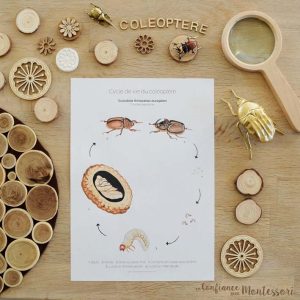 Affiche cycle de vie du coléoptère + Affiche à compléter (inclus dans le Pack Coléoptère) – PDF à télécharger