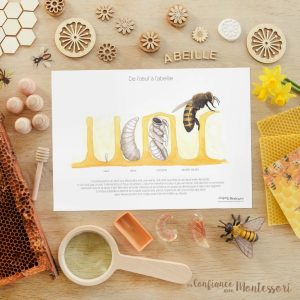 Affiche Métamorphose de l’abeille (inclus dans le Pack Abeille) – PDF à télécharger