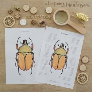 Affiche de renseignements sur les coléoptères (inclus dans le Pack Coléoptère) – PDF à télécharger