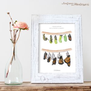 Affiche Métamorphose de la chenille au papillon Monarque (inclus dans le Pack Papillon) – PDF à télécharger