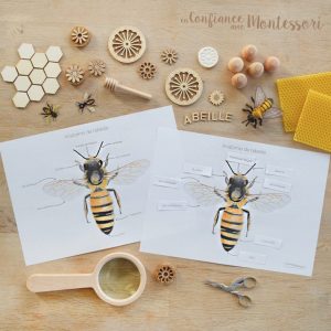 Affiches Anatomie de l&rsquo;abeille + Affiches à compléter (inclus dans le Pack Abeille) – PDF à télécharger