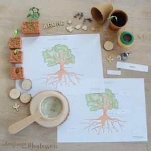 Affiche Anatomie de l&rsquo;arbre + Affiches à compléter (inclus dans le Pack Arbre) – PDF à télécharger