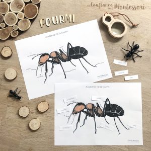 Affiches Anatomie de la fourmi + Affiches à compléter (inclus dans le Pack Fourmi) – PDF à télécharger