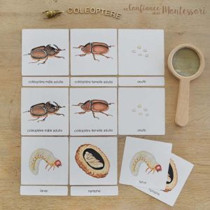 Images classifiées cycle de vie du coléoptère (inclus dans le Pack Coléoptère) – PDF à télécharger