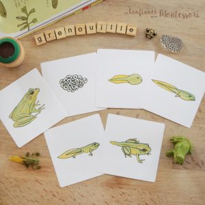 Images classifiées du cycle de vie de la grenouille (inclus dans le Pack Grenouille) – PDF à télécharger