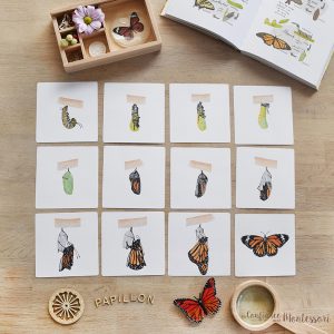 Cartes images séquentielles : Métamorphose du papillon Monarque (inclus dans le Pack Papillon) – PDF à télécharger