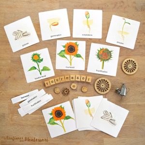 Images classifiées thème tournesol (inclus dans le Pack Tournesol) – PDF à télécharger