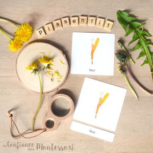 Images classifiées des différentes parties du pissenlit (inclus dans le Pack Pissenlit) – PDF à télécharger