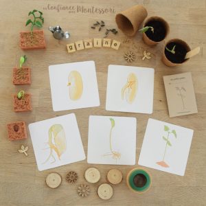 Cartes images séquentielles Montessori : La germination de la graine (inclus dans le Pack Graine) – PDF à télécharger