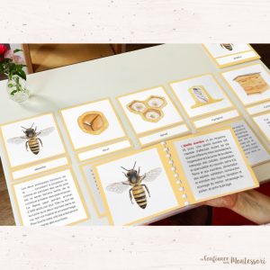 Cartes de nomenclature sur le thème de l&rsquo;abeille + Fichier de présentation (inclus dans le Pack Abeille) – PDF à télécharger