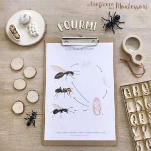 Affiche cycle de vie de la fourmi + Affiche à compléter (inclus dans le Pack Fourmi) – PDF à télécharger