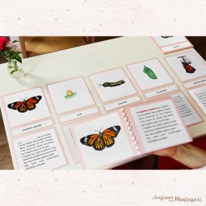 Cartes de nomenclature cycle de vie du papillon Monarque + Fichier de présentation (inclus dans le Pack Papillon) – PDF à télécharger