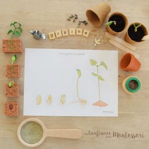 Affiche étapes de la germination de la graine (inclus dans le Pack Graine) – PDF à télécharger