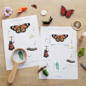 Affiche cycle de vie du papillon Monarque + Affiche à compléter (inclus dans le Pack Papillon) – PDF à télécharger
