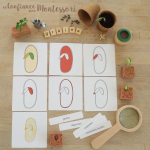 Cartes de nomenclature parties de la graine + Fichier de présentation (inclus dans le Pack Graine) – PDF à télécharger