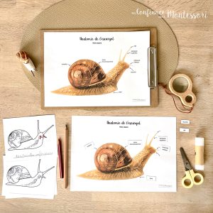 Affiches Anatomie de l&rsquo;Escargot + Affiches à compléter (inclus dans le Pack Escargot) – PDF à télécharger