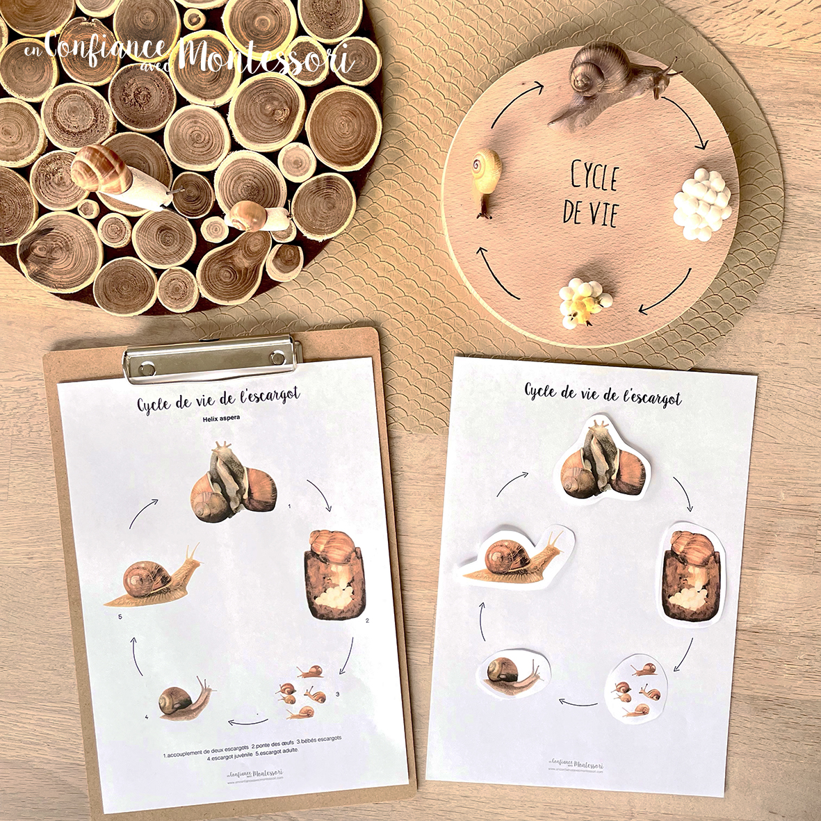 Affiche cycle de vie de l’Escargot + Affiche à compléter (inclus dans le Pack Escargot) – PDF à télécharger