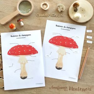 Affiche Anatomie du champignon + Affiche à compléter (inclus dans le Pack Champignon) – PDF à télécharger