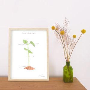 Affiches Anatomie de la plante + Affiches à compléter (inclus dans le Pack Plante) – PDF à télécharger