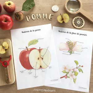 Affiches Anatomie de la pomme et de la fleur de pommier + Affiches à compléter (inclus dans le Pack Pomme) – PDF à télécharger