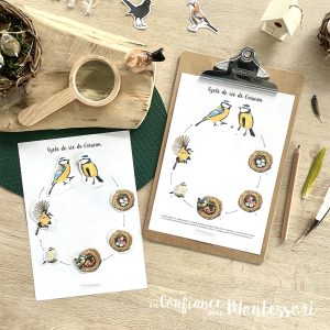 Affiches cycle de vie de la mésange – [inclus dans le Pack Oiseaux du jardin – PDF à télécharger]