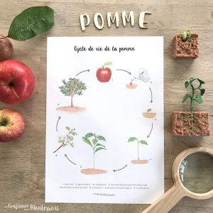 Affiche cycle de vie de la pomme + Affiche à compléter (inclus dans le Pack Pomme) – PDF à télécharger