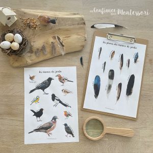 Affiches Les oiseaux du jardin et leurs plumes – [inclus dans le Pack Oiseaux du jardin] – PDF à télécharger