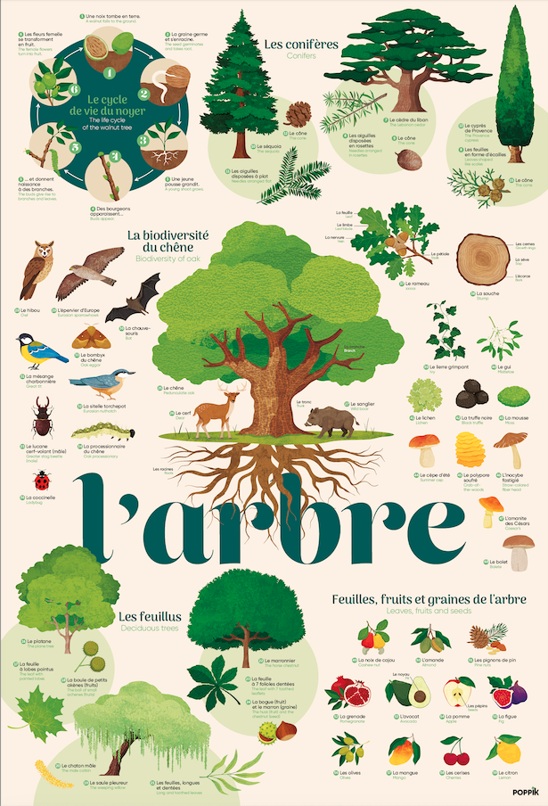 Poster pédagogique + 54 stickers L’ARBRE (6-12 ans) – Image 3