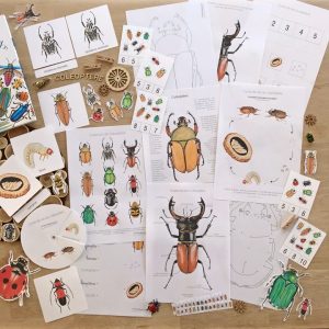 Pack complet sur le thème des coléoptères – PDF à télécharger