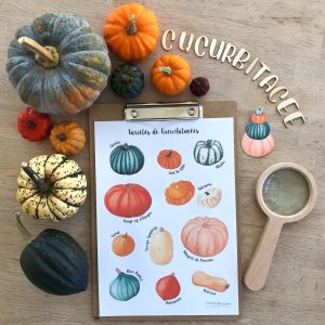 Affiche variétés de cucurbitacées (inclus dans le Pack Citrouille) – PDF à télécharger