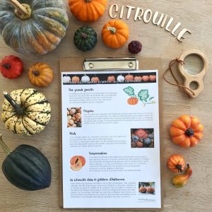 Affiche de faits à savoir sur la citrouille (inclus dans le Pack Citrouille) – PDF à télécharger