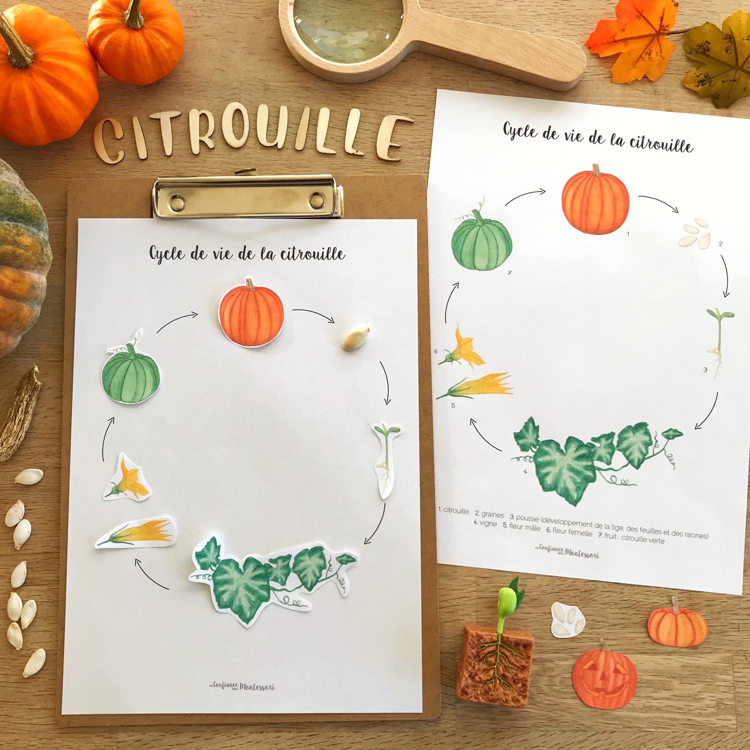 Affiche cycle de vie de la citrouille + Affiche à compléter (inclus dans le Pack Citrouille) – PDF à télécharger