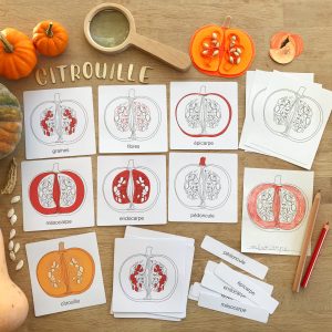 Images classifiées : parties de la citrouille (inclus dans le Pack Citrouille) – PDF à télécharger