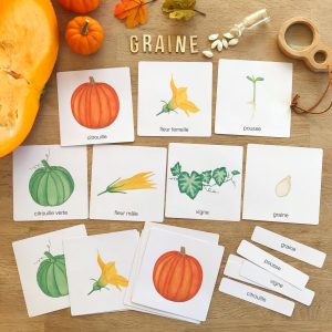 Images classifiées sur le thème des cucurbitacées (inclus dans le Pack Citrouille) – PDF à télécharger