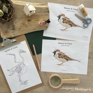Affiches Anatomie du moineau domestique et de son squelette – [inclus dans le Pack Oiseaux du jardin – PDF à télécharger]