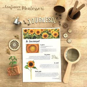 Affiche de faits à savoir sur le tournesol (inclus dans le Pack Tournesol) – PDF à télécharger