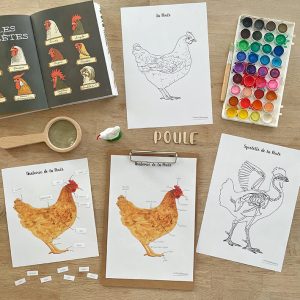 Affiches Anatomie de la Poule + Affiches à compléter (inclus dans le Pack Poule) – PDF à télécharger
