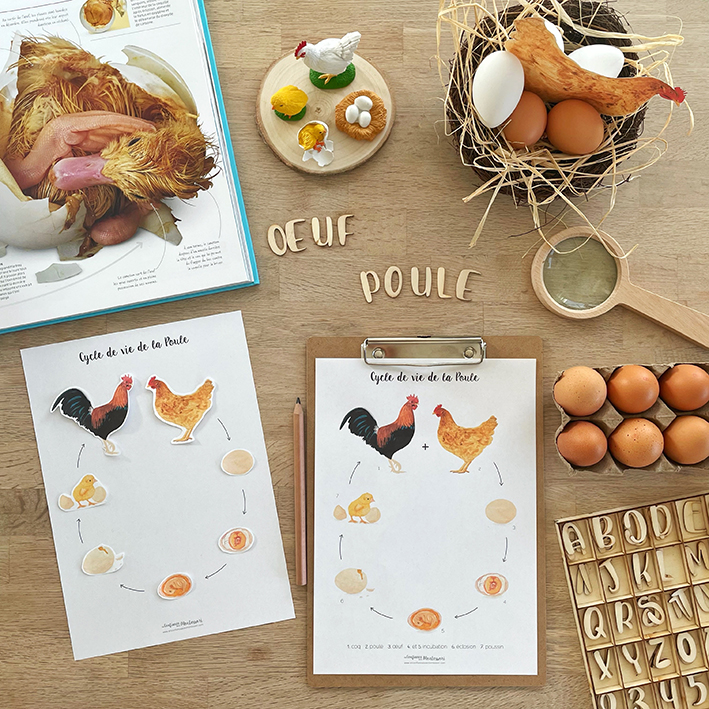 Affiche cycle de vie de la Poule + Affiche à compléter (inclus dans le Pack Poule) – PDF à télécharger