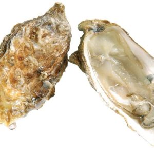 Huitre Marennes d’Oléron N°3 12x