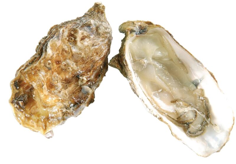 Huitre Marennes d’Oléron N°3 12x